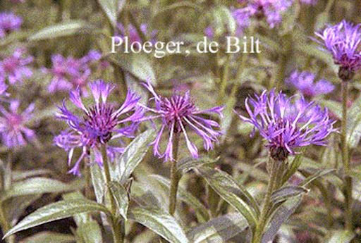 Centaurea montana 'Coerulea'