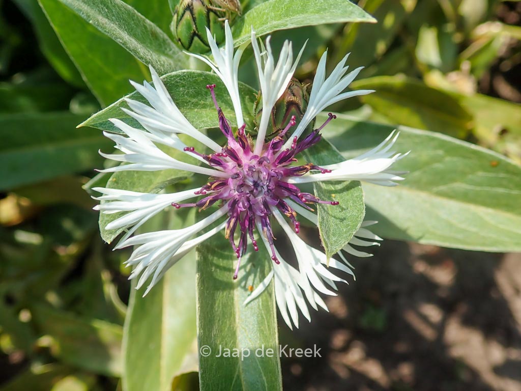 Centaurea montana 'Purple Heart'