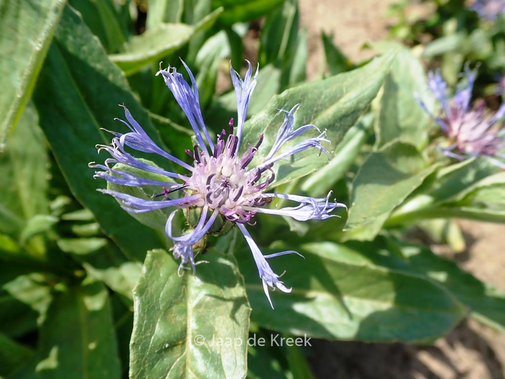 Centaurea montana 'Sky Jep'