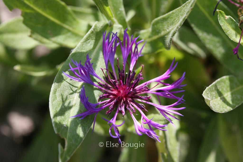 Centaurea montana 'Violetta'