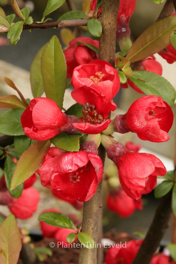 Chaenomeles speciosa 'Rubra'