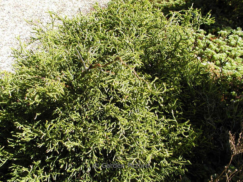 Chamaecyparis obtusa 'Tsatsumi Gold'