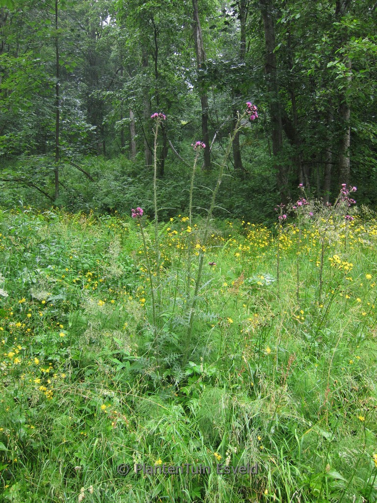 Cirsium palustre