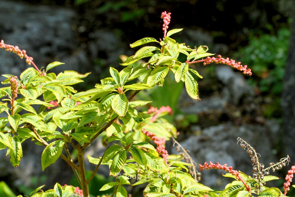 Clethra delavayi