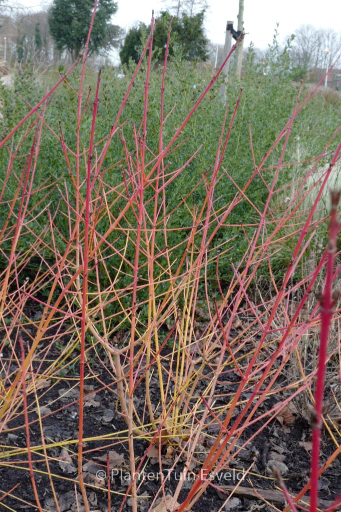 Cornus sanguinea 'Winter Beauty'