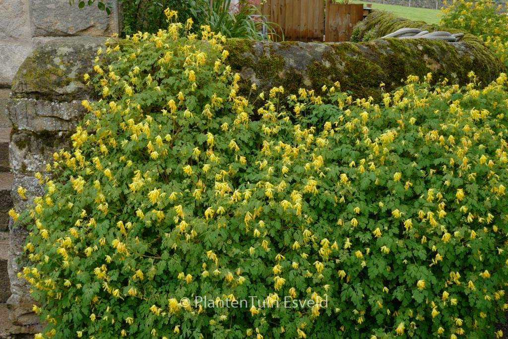 Corydalis lutea