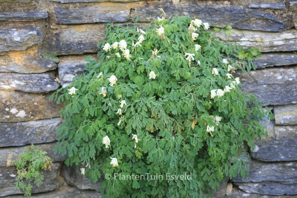 Corydalis ochroleuca