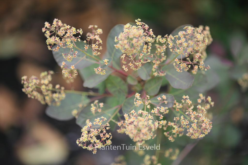 Cotinus coggygria 'Nordine'