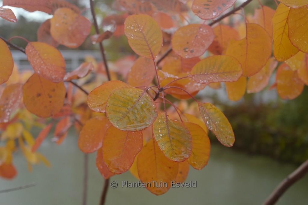 Cotinus obovatus 'Tulsa Lady'