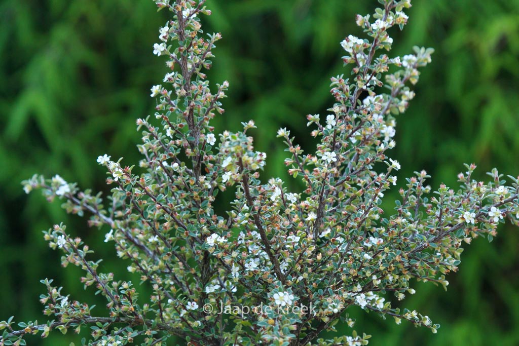 Cotoneaster lidjiangensis