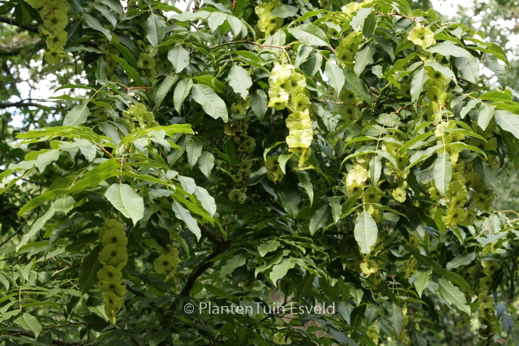 Cyclocarya paliurus