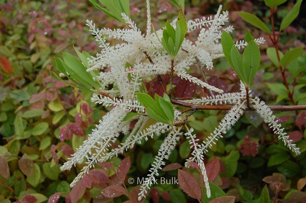 Cyrilla racemiflora