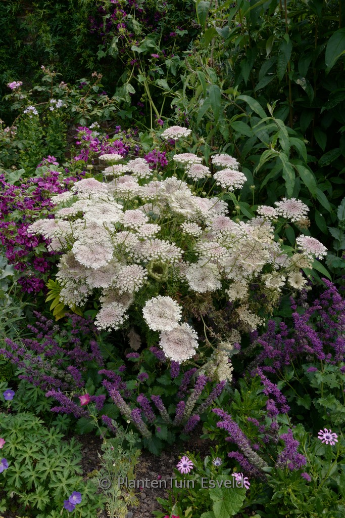 Daucus carota
