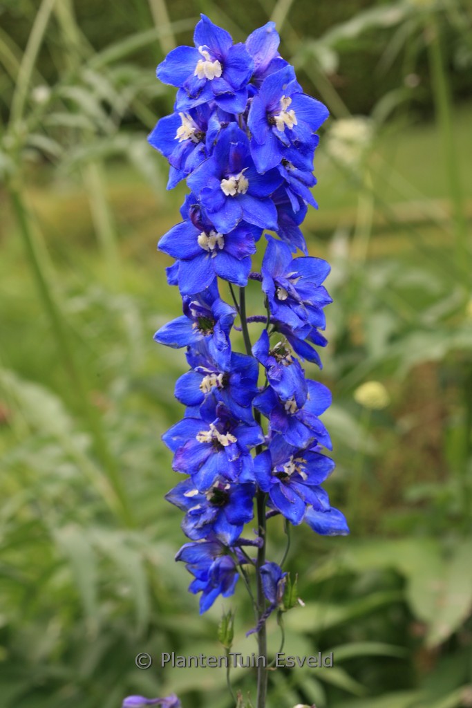 Delphinium 'Lanzentraeger'