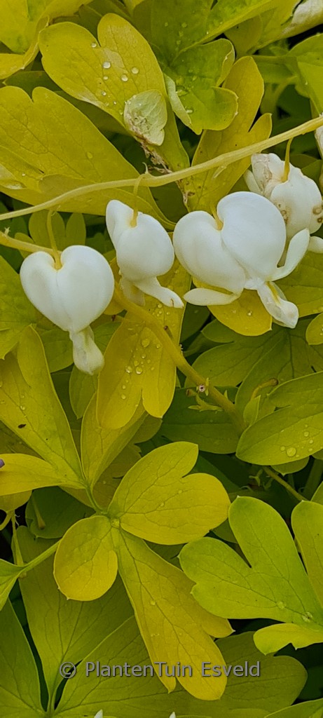 Dicentra spectabilis 'White Gold'