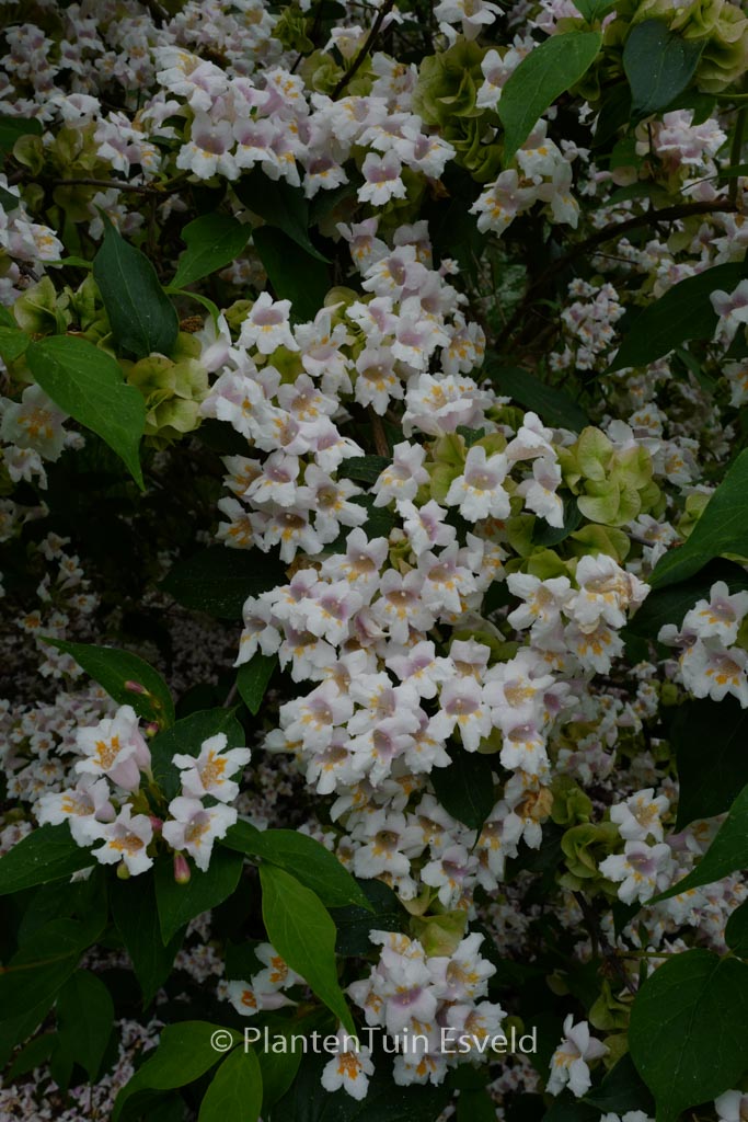 Dipelta floribunda