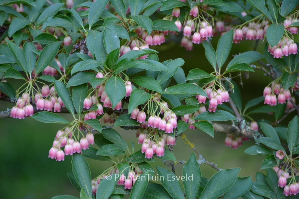Enkianthus campanulatus 'Red Bells'