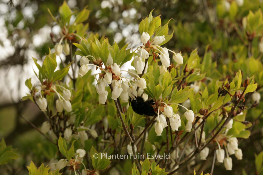 Enkianthus perulatus