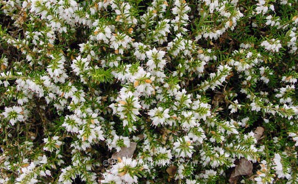 Erica darleyensis 'White Perfection'