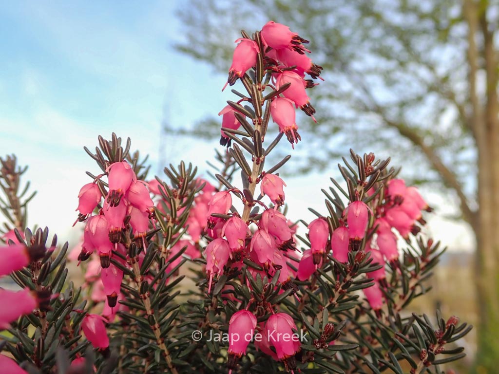 Erica darleyensis