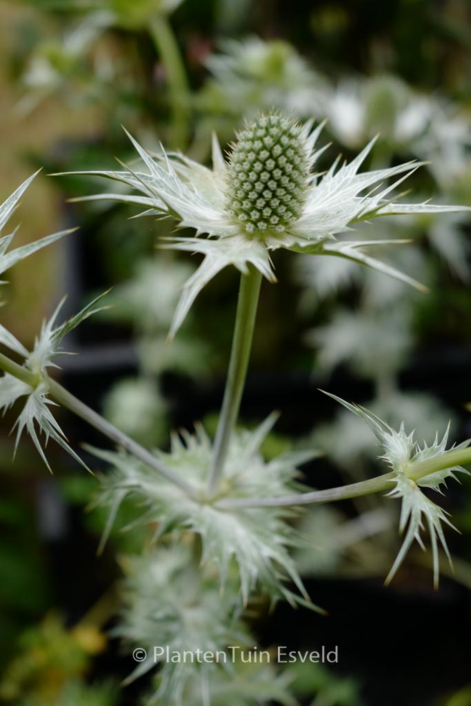 Eryngium giganteum 'Silver Ghost'
