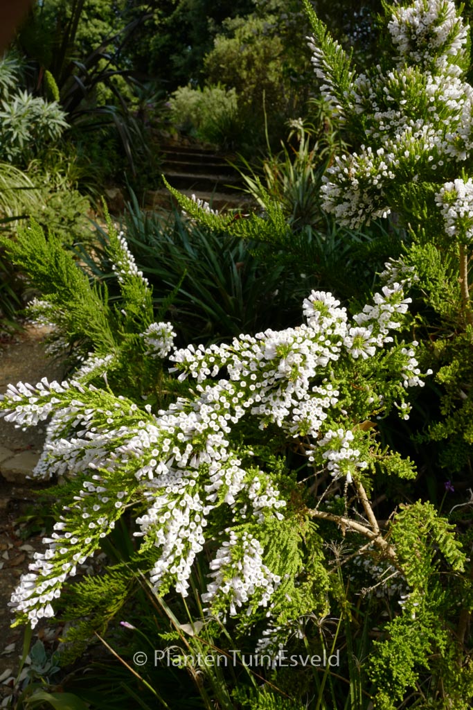 Fabiana imbricata