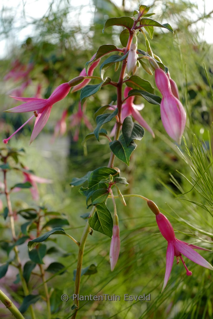 Fuchsia 'Anna Sunshine'