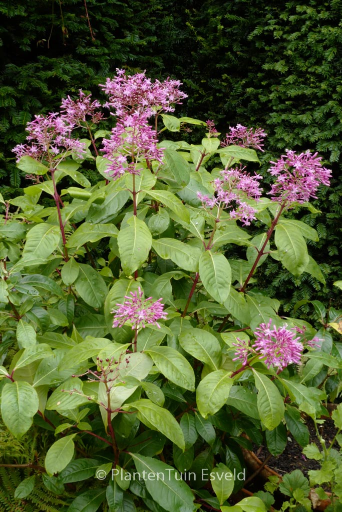 Fuchsia arborescens