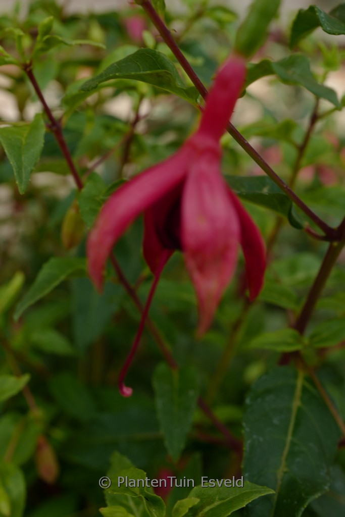 Fuchsia 'De Groot's Dream'