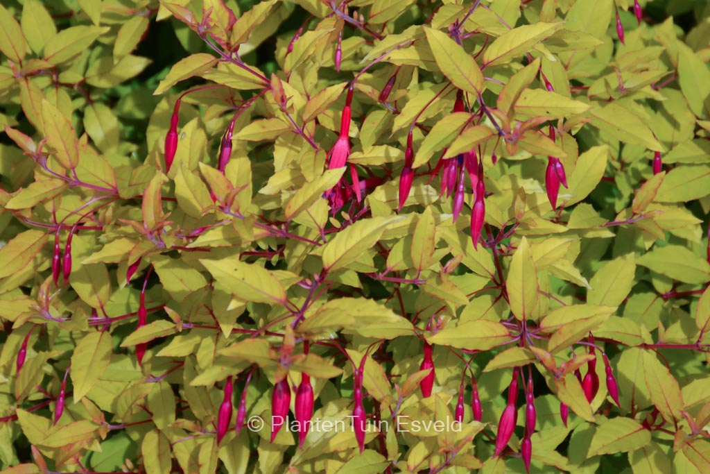 Fuchsia 'Genii'