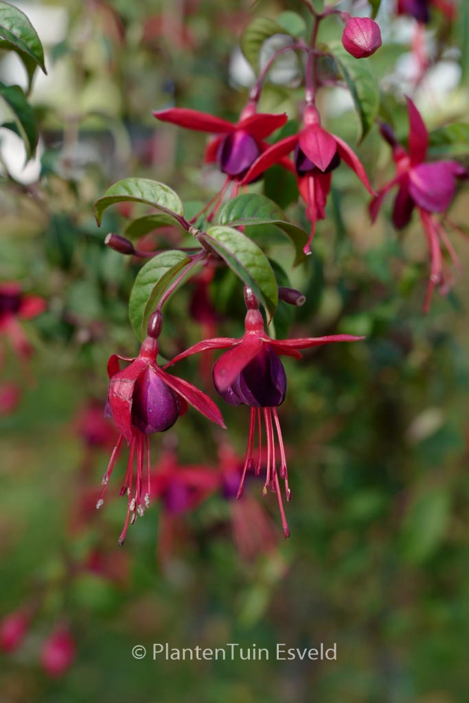Fuchsia 'Lady Boothby'
