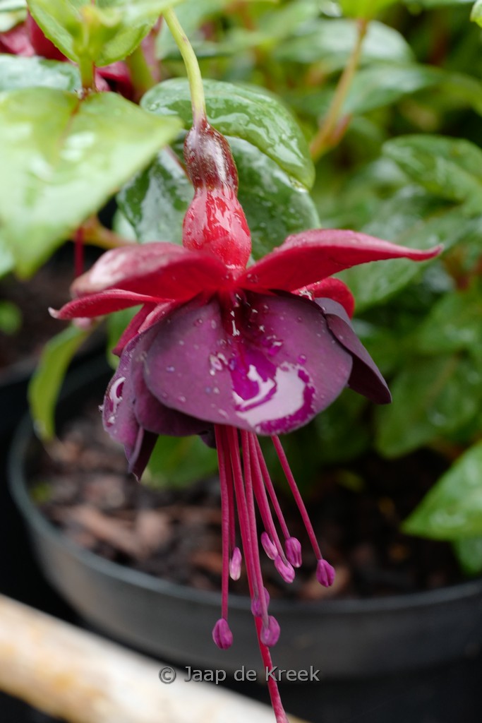 Fuchsia 'Lady in Black'