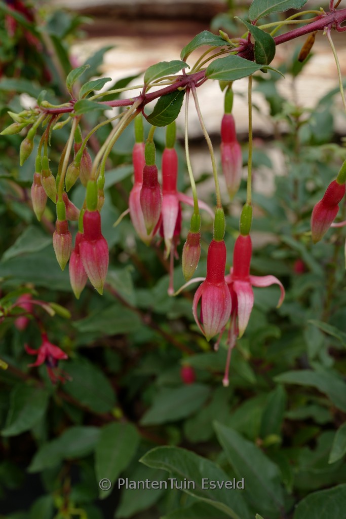 Fuchsia 'Lidie Bartelink'