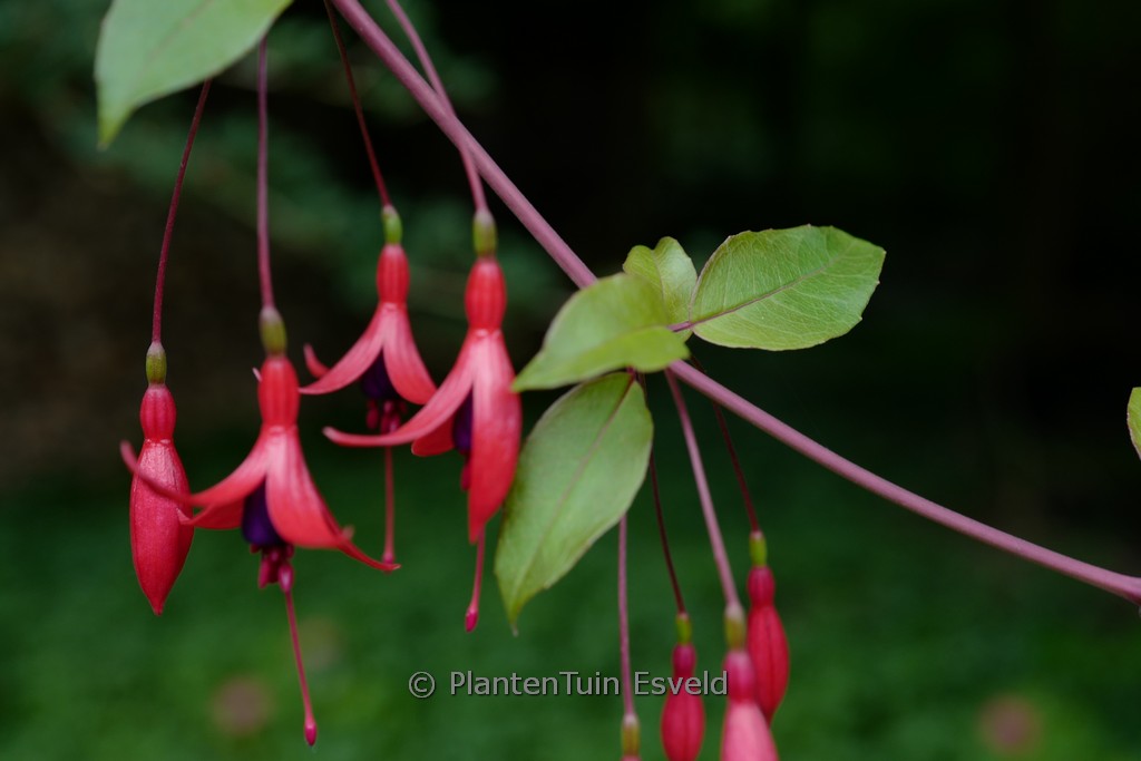 Fuchsia regia serrae