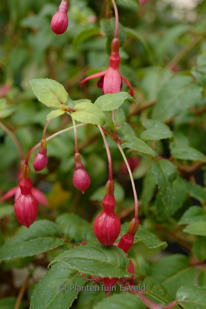 Fuchsia 'Rhombifolia'