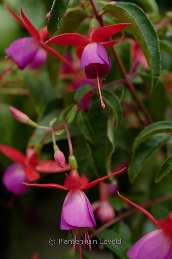 Fuchsia 'Saturnus'