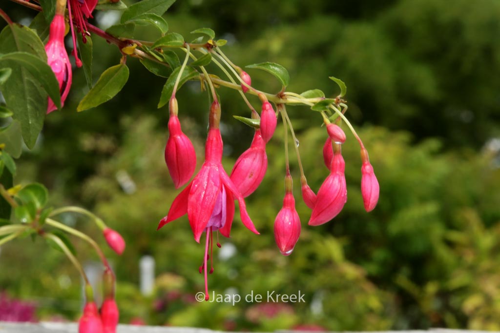Fuchsia 'Son of Thumb'