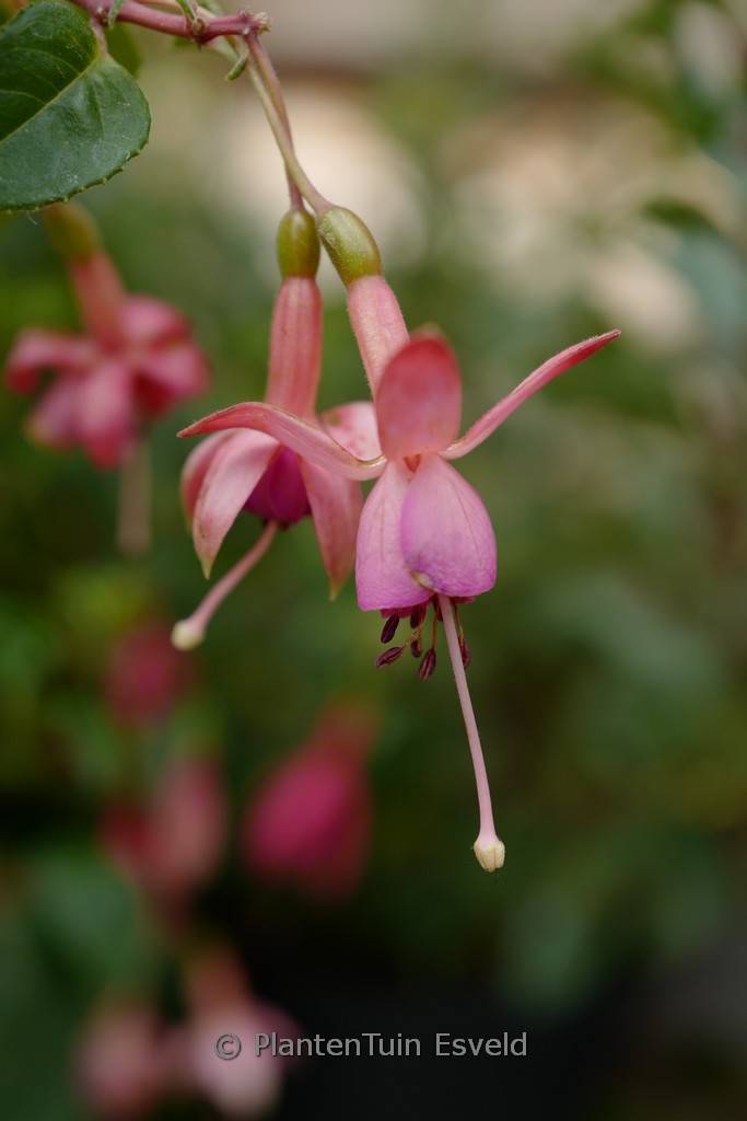 Fuchsia 'Susan Travis'
