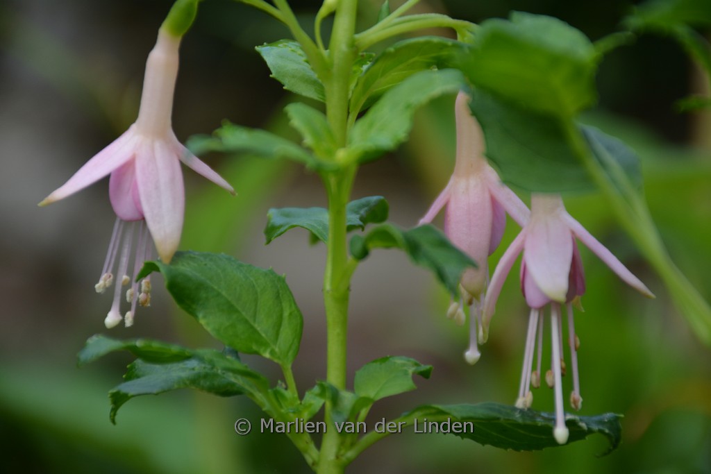 Fuchsia 'Tendrement'