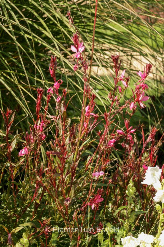Gaura lindheimeri 'Gambit Pink'