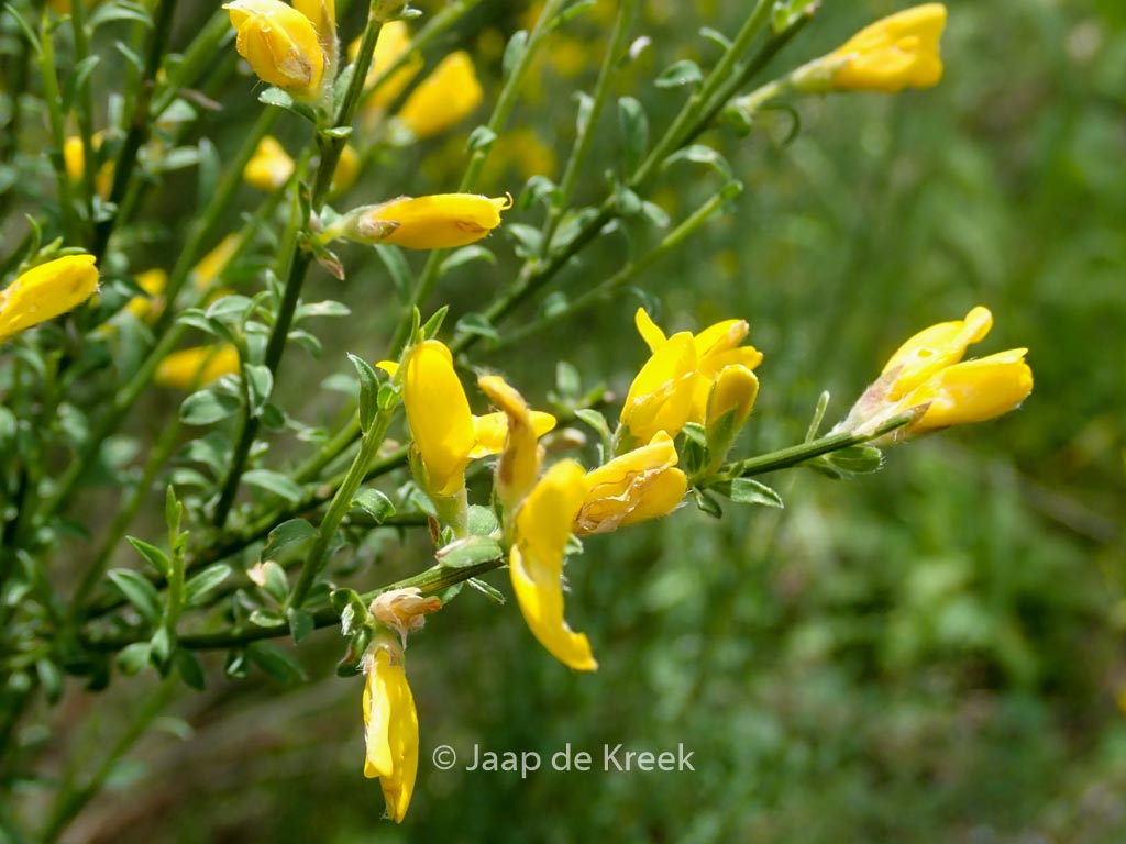 Genista tinctoria