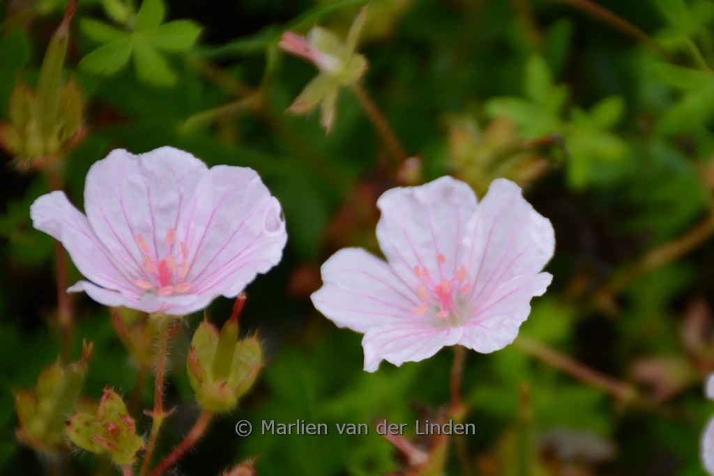 Geranium sanguineum 'Pink Summer'