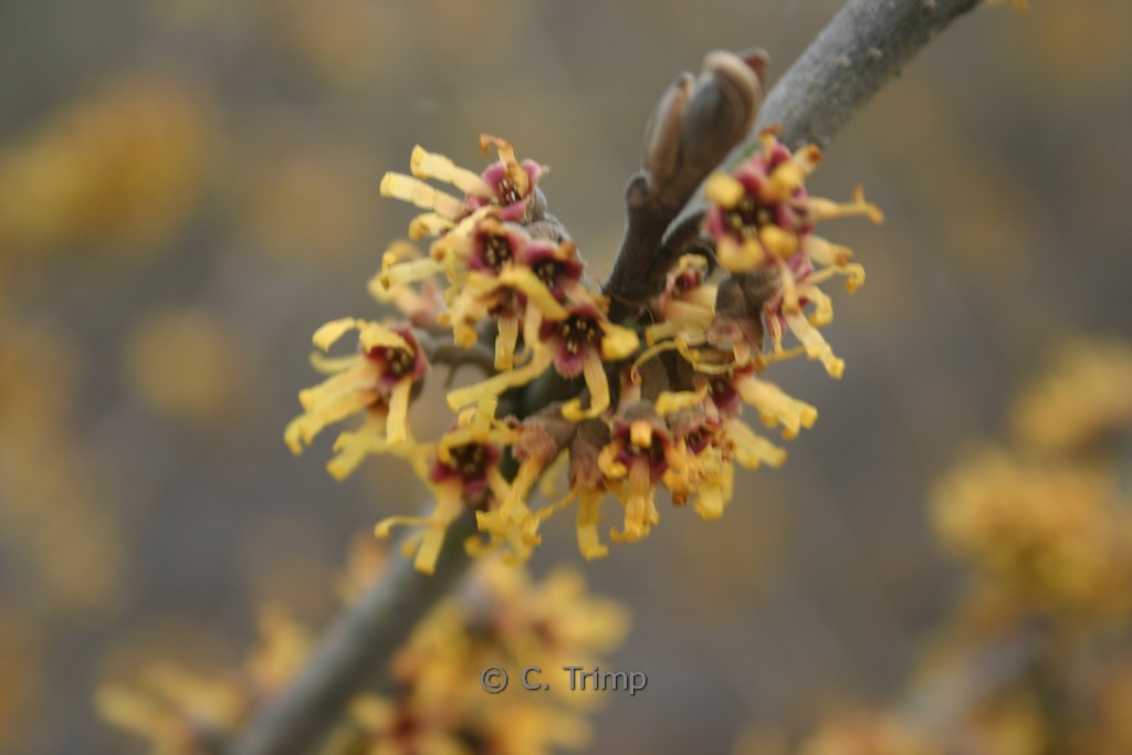 Hamamelis 'Brevipetala'