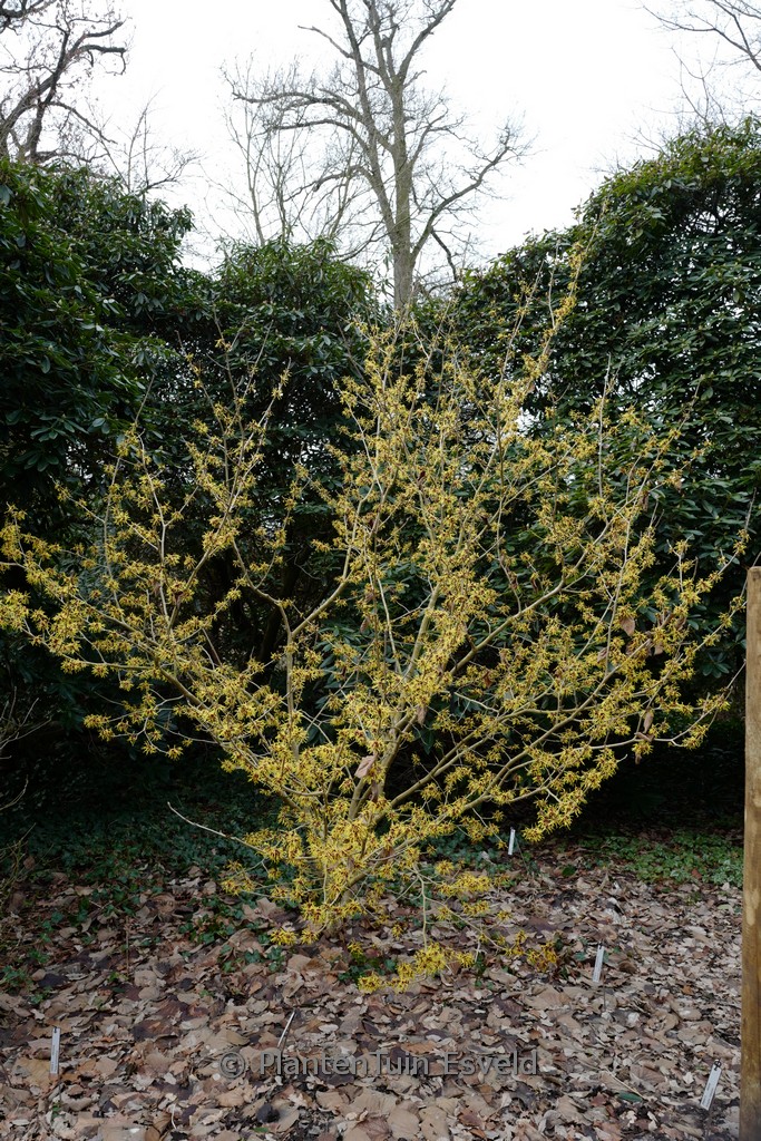 Hamamelis mollis 'Imperialis'