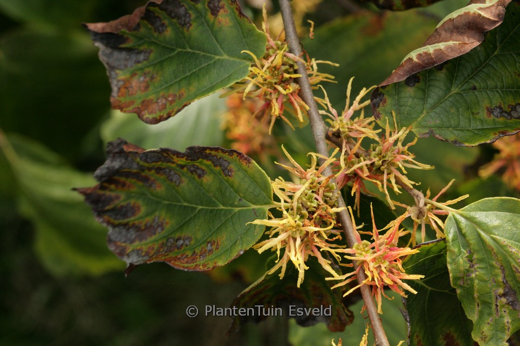 Hamamelis virginiana 'Mohonk Red'
