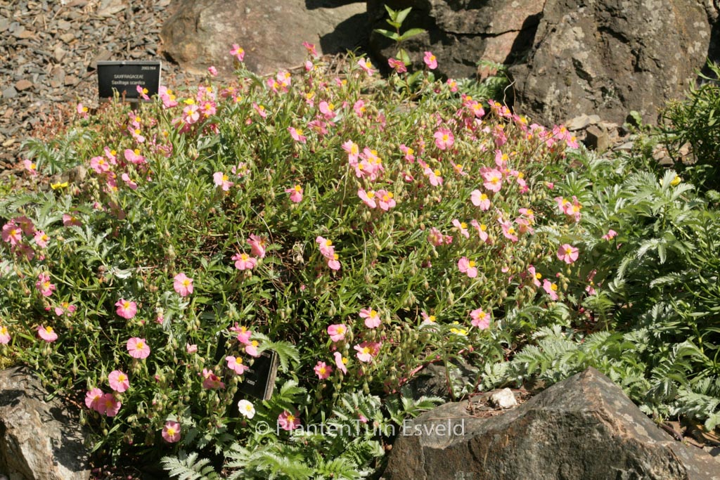 Helianthemum 'Watergate Rose'