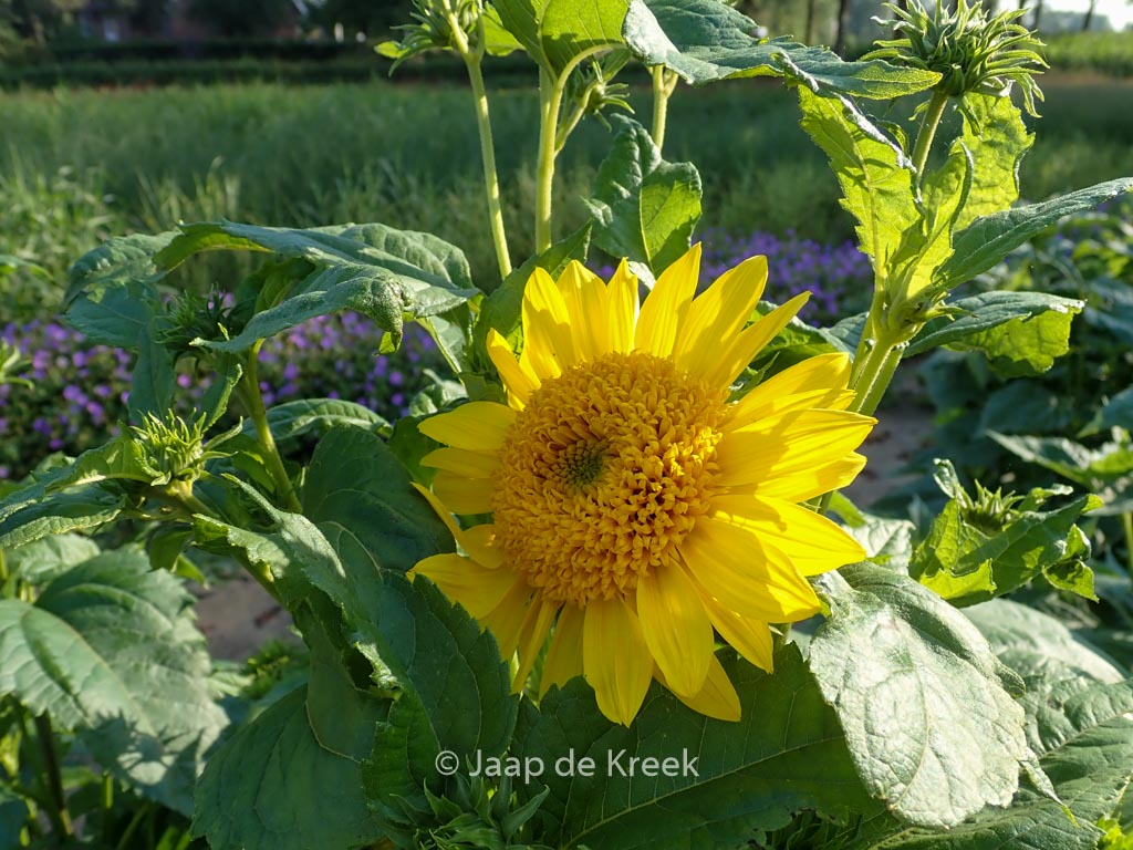 Helianthus decapetalus 'Capenoch Star'