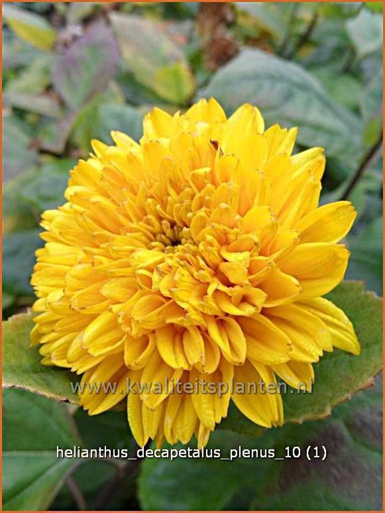 Helianthus decapetalus 'Plenus'