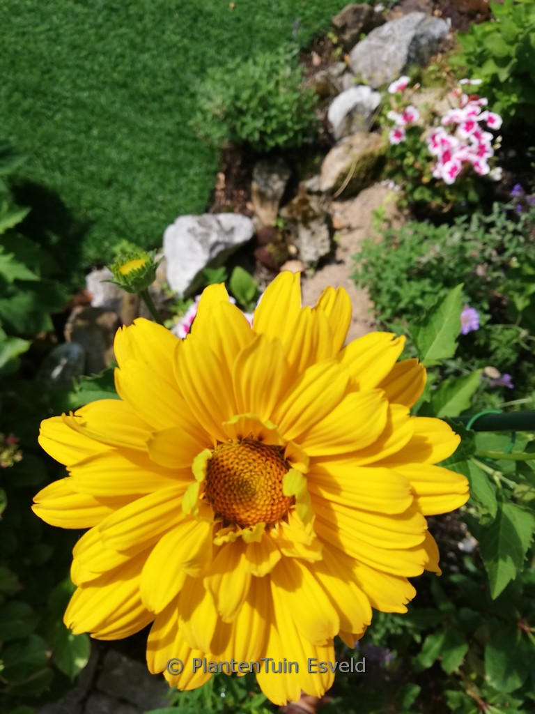 Helianthus 'Flying Saucers'