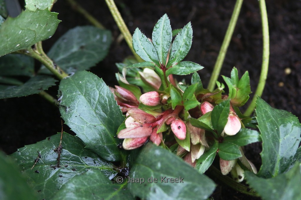 Helleborus nigercors 'Candy Love'
